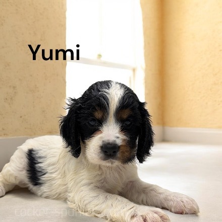 puppy, for, sale, Cocker Spaniel, Joe & Cherri  Overlease, dog, breeder, Miller, MO, dog-breeder, puppy-for-sale, forsale, nearby, find, puppyfind, locator, puppylocator, aca